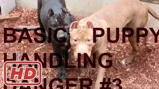 puppy training confidence basic important handling dangerous food bulletproofpitbulls
