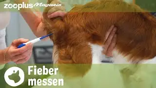 Wie messe ich Fieber bei einem Hund? Tipps & Tricks | Tierarzt Q&A | zooplus.de
