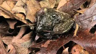 Frozen Wood Frog