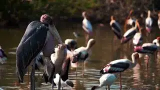 djoudj national park of birds in senegambia