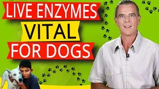 Enzymes For Dogs (5 VITAL Reasons Dogs MUST Have Digestive Enzymes)