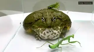 Mortal Battle Of Giant Mantis Vs Pacman Frog is an interesting sight