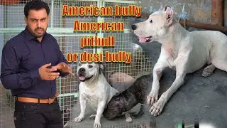 American Pitbull American bully or desi bully (Asad Brohi vlog)