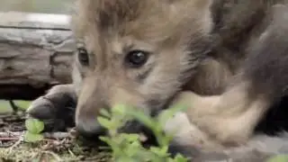 Nature documentary 2016   Wildlife  documentaries    animal planet HD   Discovery channel #2