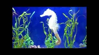 Birch Aquarium at Scripps in San Diego Ca
