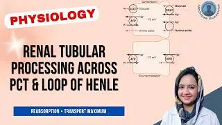 Reabsorption Across Proximal Convoluted Tubule (PCT) & Loop of Henle (LOH)