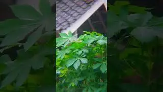 Nature soundscape : Raindrops on leaves #nature #mindfullnesspractice #water #mindfulpresence