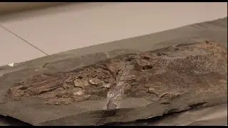 Interview: Remarkably preserved fossil sea reptile reveals skin that is still soft