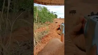 Выстрел должен был быть идеальным #hunting #wildboar #wildlife #boarhunt