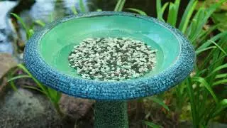 The Garden Gurus - Benefits of Birdbaths