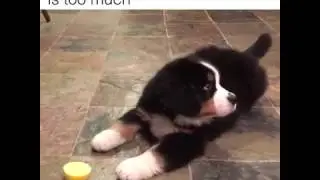 unexpected dog reaction to a lemon,so confused