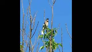 Loud Blue Jay Alarm Call - Bird Sounds and Calls - #shorts