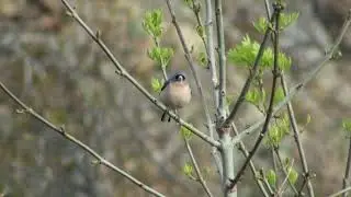 Pinson d'Afrique (Fringilla spodiogenys africana) African Chaffinch