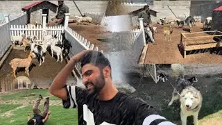 Subtaan, goats, Dogs, Rain 🌧️ Mini zoo Turaab subtaan shehr main dihat Mini zoo Turaab subtaan shehr