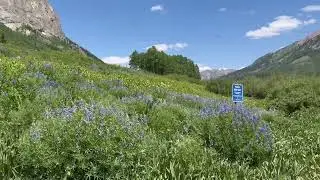 Insane Lupines in Gothic Colorado Rocky Mountain Research Lab