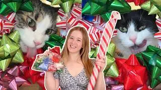 VIRAL Christmas cat photoshoots | Funny reactions from Agnes & Steven 😹