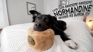 Zippy Paws Burrow Dog Toy Review and Play by Border Collie Mix
