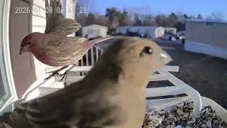 Bird of the day January 8th 2026