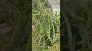 नागर मोथा का पौधा