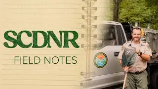 Полевые заметки SCDNR: Форель завтрашнего дня
