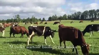 Bydło Zachowawcze polska czerwona i nizinna czarno-biala w PAN