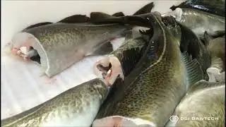 IQF Mechanical Spiral freezer for fish & seafood