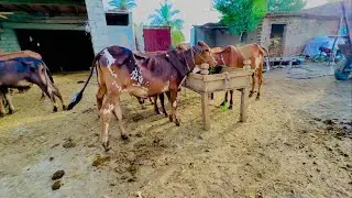 Mera Bachru Ka Farm | Pakistan village farming vlog
