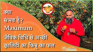 क्या संभव है? Maximum जैविक विधि से अच्छी क्वालिटी का किन्नू का फल