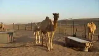 Camel Farm in UAE