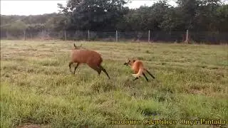 Maned Wolf thinks he is a Deer
