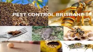 Pest Control Service Brisbane