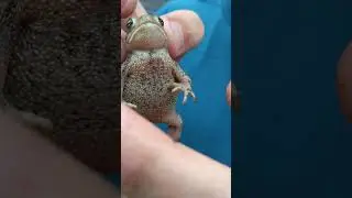 2 Ways How to Tell If Your Toad Is a Male or Female