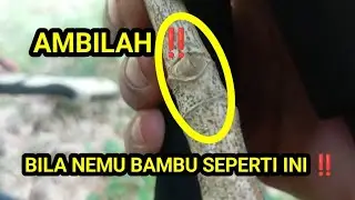 Bila Nemu ‼️ Bambu Seperti Ini Maka Ambillah ‼️