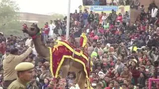 Camel dance competition at Bikaner Rajasthan