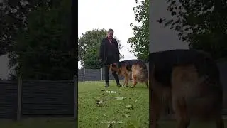 Owner update on the advanced/competitive obedience training!