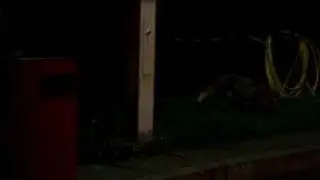 BATGAU Madame Fox im Ascher