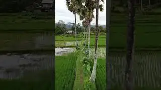 Rice Fields Views in Cambodia #nature #viralvideo #travel #cambodia