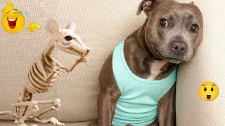 I Tried Not to Laugh&hellip; These Dogs Ruined It 😂🐶 | Funny Dogs 2026 #29