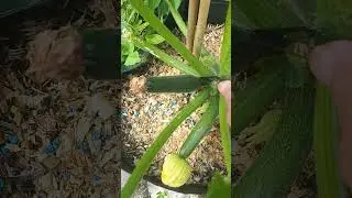 MY FIRST COURGETTE (How does my garden grow) #garden #simpleliving #cornwallliving
