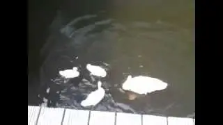 Feeding the baby swans