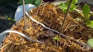 Update on new garden bed, passive drip irrigation.