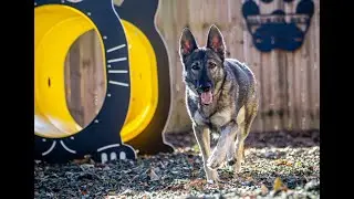 PAWS Atlanta Programs and Services