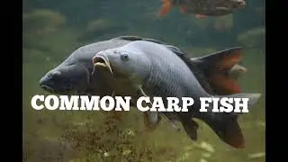 COMMON CARP FISH#commoncarp#carp