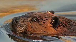 Beaver alert! 😂