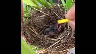 Yellow vented bulbul chick eats fruit