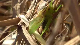 Gladiator Meadow Katydid (Orchelimum gladiator)
