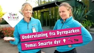Undervisning fra Dyreparken: Smarte dyr 💡 🔨 🐜
