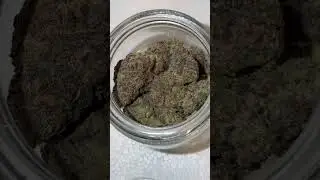 Dank Tesla by @TheDankFlamingo on thcasmallbuds.com smoke is 10/10 exotic bud #thcaflower