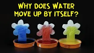 Science Experiment | How Do Plants Drink | Capillary Action