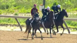 Belmont Stakes 2017 Contender Tapwrit Workout 5.27
